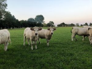 Des vaches bien élevées dans les pâturages français 